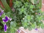 Каскадна петуния, разсад (Petunia)