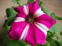 Каскадна петуния, разсад (Petunia)