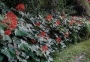 Клеродендрум (Clerodendrum starshine pagoda flower, Clerodendrum paniculatum starshine)