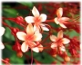 Клеродендрум (Clerodendrum starshine pagoda flower, Clerodendrum paniculatum starshine)