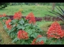 Клеродендрум (Clerodendrum starshine pagoda flower, Clerodendrum paniculatum starshine)