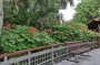 Клеродендрум (Clerodendrum starshine pagoda flower, Clerodendrum paniculatum starshine)