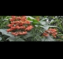 Клеродендрум (Clerodendrum starshine pagoda flower, Clerodendrum paniculatum starshine)