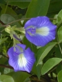 Клиториа, семена (Clitoria ternatea)
