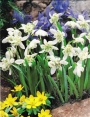 Кокиче кичесто (Galanthus)