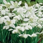 Кокиче кичесто (Galanthus)