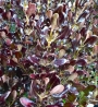 Копросма (Coprosma Pacific Night)