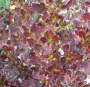 Копросма (Coprosma Pacific Night)