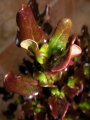 Копросма (Coprosma Pacific Night)