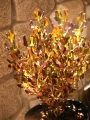 Копросма (Coprosma Pacific Night)
