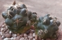 Корифанта (Coryphantha elephantidens)