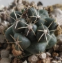 Корифанта (Coryphantha elephantidens)