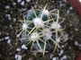 Корифанта (Coryphantha andreae)