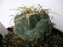 Корифанта (Coryphantha andreae)