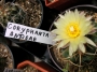 Корифанта (Coryphantha andreae)