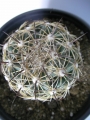 Корифанта (Coryphantha cornifera)