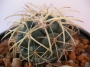 Корифанта (Coryphantha elephantides)