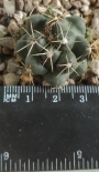 Корифанта (Coryphantha elephantidens)