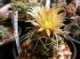 Корифанта (Coryphantha elephantides)
