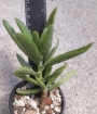 котиледон cotyledon