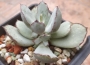 Котиледон (Cotyledon Chocoline)