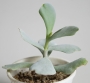Котиледон (Cotyledon orbiculata cv. Silver Waves)