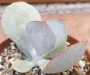 Котиледон (Cotyledon orbiculata hakubi)