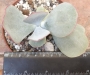 Котиледон (Cotyledon orbiculata hakubi)