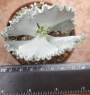 Котиледон (Cotyledon orbiculata v undulata)
