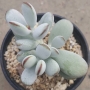 Котиледон (Cotyledon orbiculata var. oophylla cv)