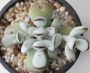 Котиледон (Cotyledon orbiculata var. oophylla cv)