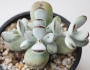 Котиледон (Cotyledon orbiculata var. oophylla cv)