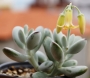 Котиледон (Cotyledon orbiculata var. oophylla cv)