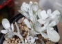 Котиледон (Cotyledon orbiculata var. oophylla cv)