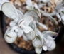Котиледон (Cotyledon orbiculata var. oophylla cv)