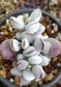 Котиледон (Cotyledon orbiculata var. oophylla cv)
