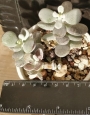 Котиледон (Cotyledon orbiculata var. oophylla cv)
