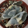 Котиледон (Cotyledon orbiculata variegated)