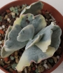 Котиледон (Cotyledon orbiculata variegated)