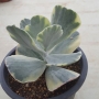 Котиледон (Cotyledon orbiculata variegated)