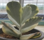 Котиледон (Cotyledon orbiculata variegated)