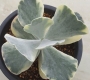 Котиледон (Cotyledon orbiculata variegated)