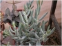 Котиледон (Cotyledon papillaris)