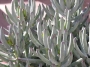 Котиледон (Cotyledon papillaris)