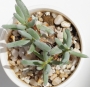 Котиледон (Cotyledon papillaris)