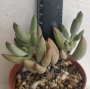 Котиледон (Cotyledon papillaris)