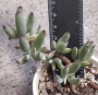 Котиледон (Cotyledon papillaris)