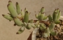 Котиледон (Cotyledon papillaris)