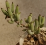 Котиледон (Cotyledon papillaris)