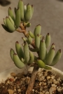 Котиледон (Cotyledon papillaris)